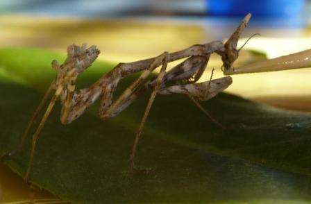 Réf. 193 760 : Empusa pennata